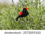 Red-winged blackbird, displaying breeding plumage, South Padre Island, Texas