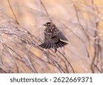 A Red-winged Blackbird female spreading her wings and tail feathers and striking a beautiful pose in her natural surroundings.
