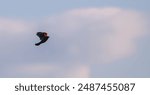 Red-winged blackbird flying against puffy clouds, mostly in shadow but its bright red feathers can be seen as it flies.