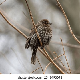 A red-winged blackbird perched atop a barren tree branch - Powered by Shutterstock