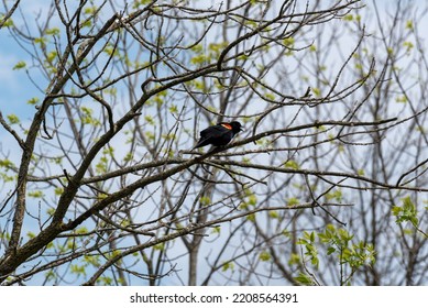 A Red-winged Blackbird Perched In A Tree In Spring