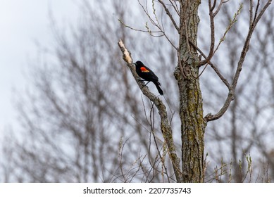 A Red-winged Blackbird Perches High In A Tree In Spring