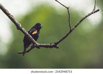 A red-winged blackbird perching on a tree branch with an open beak - Powered by Shutterstock