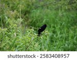 A Red-Winged Blackbird sits on the branch of a shrub in a marsh. Its beak is open in the middle of a call to the other birds. The yellow band on its wing can be clearly seen.