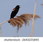 Red-winged blackboard pronouncing the call of the wetland
