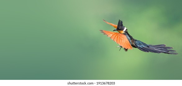 Red-winged Crested Cuckoo Flying In The Forest