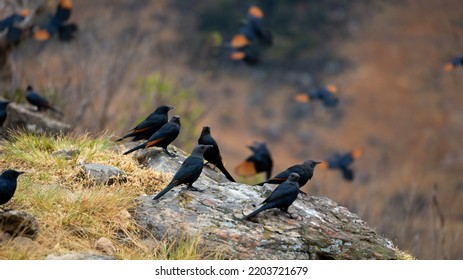 Red-winged Sterling At Giants Castle