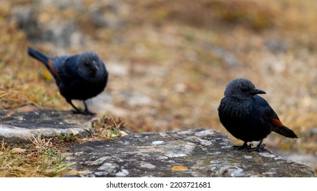 Red-winged Sterling At Giants Castle