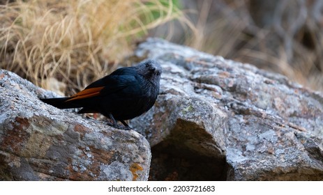 Red-winged Sterling At Giants Castle