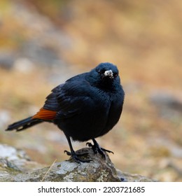 Red-winged Sterling At Giants Castle