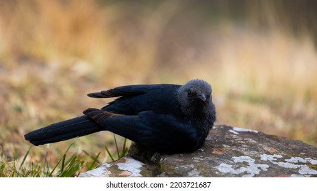 Red-winged Sterling At Giants Castle