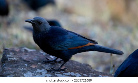 Red-winged Sterling At Giants Castle