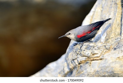 Red-winged Wall Creeper 
