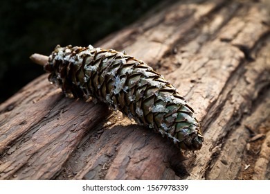 Redwood Cone Laying On The Tree Trunk