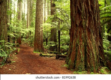 Redwood Forest