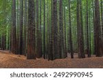 Redwood Forest of Cabezon de la Sal, Cantabria, Spain.