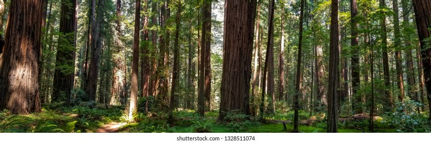 Redwood Forest, California