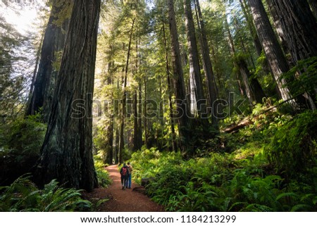 REDWOOD FOREST, CALIFORNIA/USA - DECEMBER 3, 2017: Male and Female hiker walking through giant redwood forest.