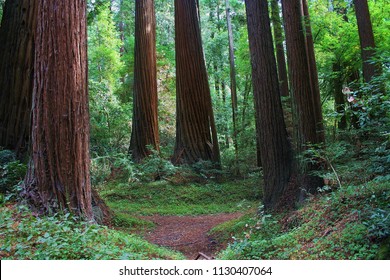 Redwood Forest Column Of Trees And A Clearing.