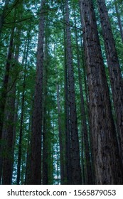 Redwood Forest Victoria Images Stock Photos Vectors Shutterstock