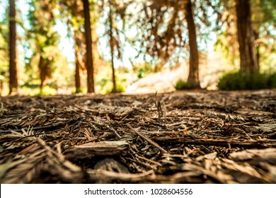 Pine Forest Floor Images Stock Photos Vectors Shutterstock