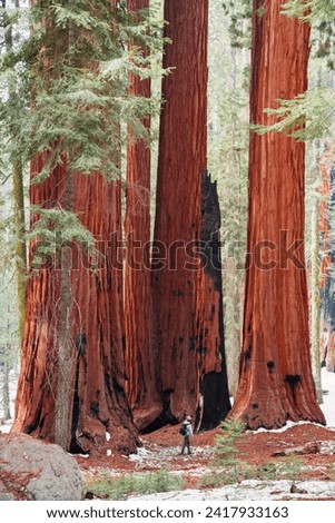 Redwood Forest Giant Sequoia Trees Early Winter Person Male Hiking
