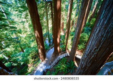 Redwood Forest Pathway with Sunlit Canopy Aerial View - Powered by Shutterstock