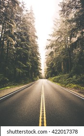 Redwood Forest Road Trip. California, USA.