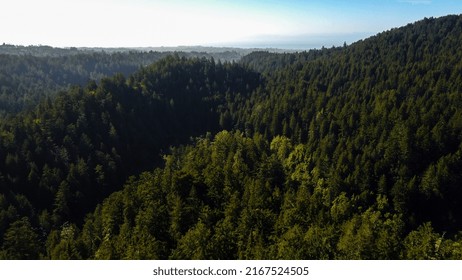 Redwood Forest In Santa Cruz County