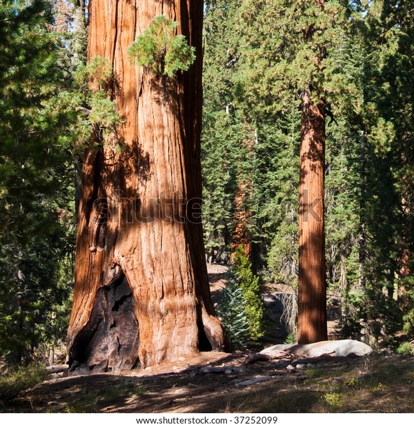 Redwood Forest Sequoia National Park California Stock Photo (Edit Now ...