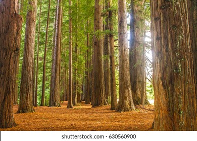 Redwood Forest, Sequoia Trees