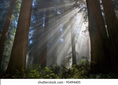 Redwood Forest Trees