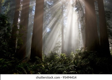 Redwood Forest Trees