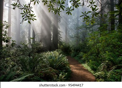 Redwood Forest Trees