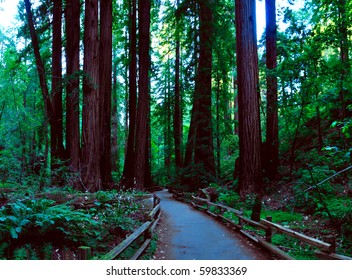 Redwood Forrest