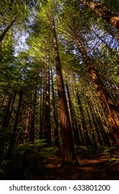 Redwood Forrest