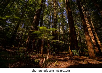 Redwood Forrest