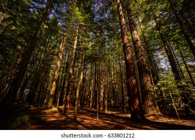 Redwood Forrest