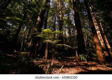 Redwood Forrest