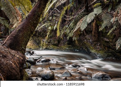 Redwood Forrest Long Exposure