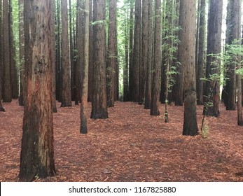 Redwood Forrest Maze