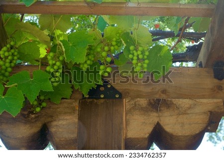 Redwood garden trellis with hanging grapevines