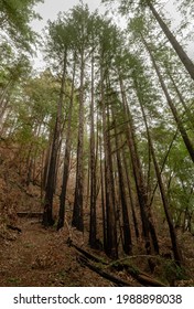 Redwood Grove At Fall Creek Unit Of Henry Cowell State Park Near Felton, Califonria After The CZU Fire Of 2020