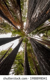 Redwood Grove At Fall Creek Unit Of Henry Cowell State Park Near Felton, Califonria After The CZU Fire Of 2020