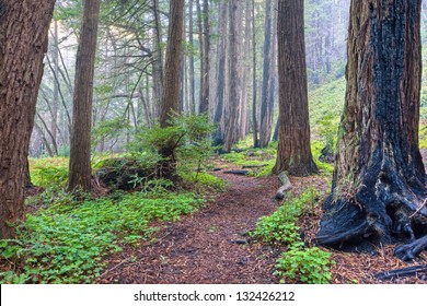 Redwood Grove And Fog, Big Sur, California