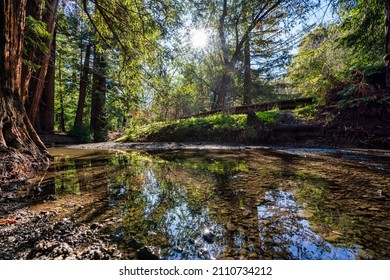 Redwood Grove Nature Preserve: Water And Redwood Tree