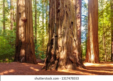 Redwood National Park