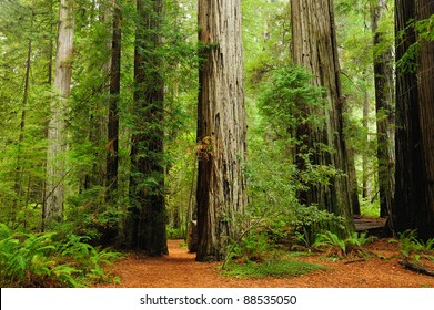 Redwood National Park In California, Usa