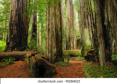 Redwood National Park In California, Usa