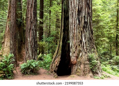 The Redwood National And State Parks In Northern California.